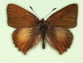 pathological Green Hairstreak (Callophrys rubi)