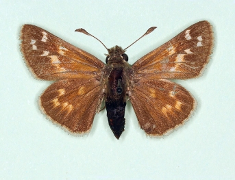 ab. nov Silver-spotted Skipper (Hesperia comma)