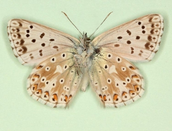 aurescens Chalkhill Blue (Polyommatus (Lysandra) coridon)