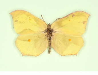 ab. nov Brimstone (Gonepteryx rhamni)
