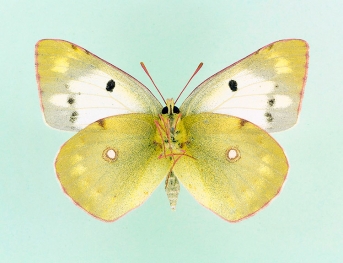 semidemarginata Clouded Yellow (Colias croceus)