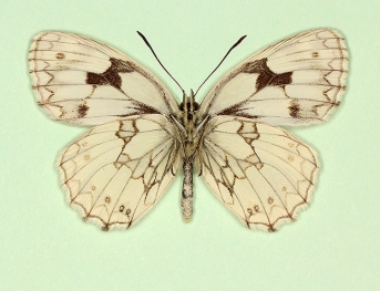 duponti Marbled White (Melanargia galathea)