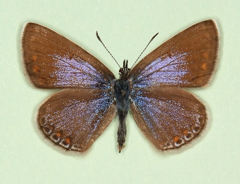oceanus Common Blue (Polyommatus (Lysandra) icarus)