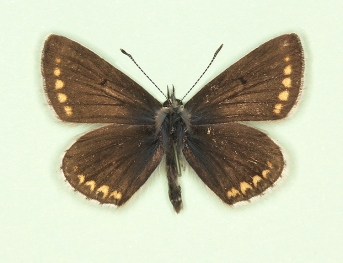 pallidior Brown Argus (Aricia agestis)