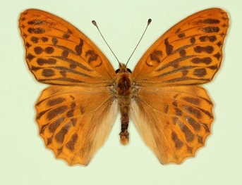 confluens Silver-washed Fritillary (Argynnis paphia)