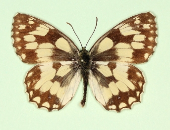 citrana Marbled White (Melanargia galathea)