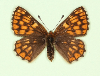 trans-obsoleta Duke of Burgundy (Hamearis lucina)
