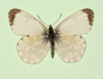 immaculata Orange-tip (Anthocharis cardamines)