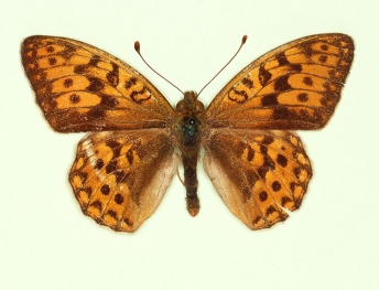 nov High Brown Fritillary (Argynnis adippe)