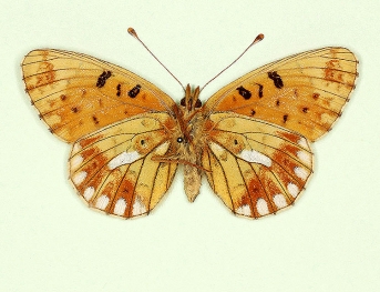 ab. nov Pearl-bordered Fritillary (Boloria euphrosyne)