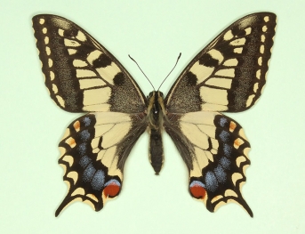 castanii Swallowtail (Papilio machaon)