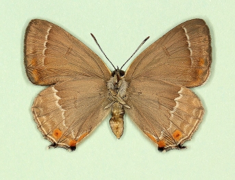 depuncta Purple Hairstreak (Neozephyrus quercus)