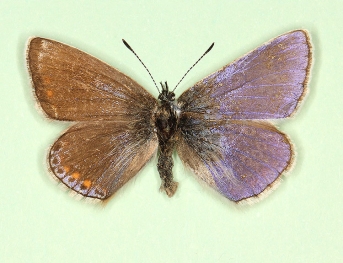 Bilateral gynandromorph Common Blue (Polyommatus (Lysandra) icarus)