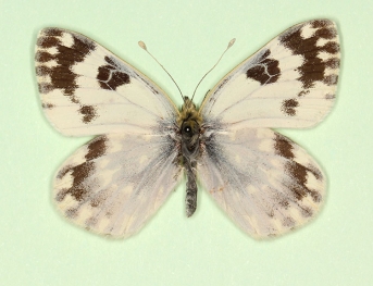 conjugata Bath White (Pontia daplidice)