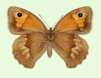 postauralancea Meadow Brown (Maniola jurtina)
