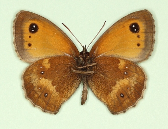 excessa Gatekeeper (Pyronia tithonus)