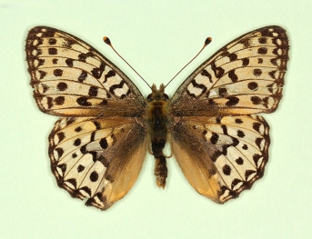pallida Dark Green Fritillary (Argynnis aglaja)