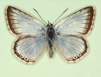 semicincta Chalkhill Blue (Polyommatus (Lysandra) coridon)