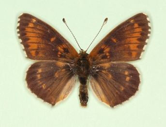 moscaryi Glanville Fritillary (Melitaea cinxia)