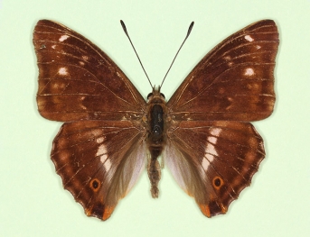 penumbrata Purple Emperor (Apatura iris)