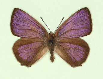 ab. nov Purple Hairstreak (Neozephyrus quercus)