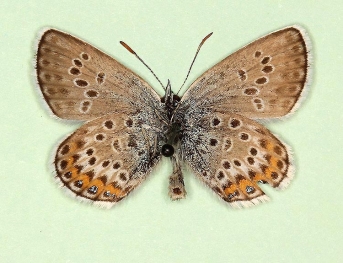glomerata Silver-studded Blue (Plebejus argus)
