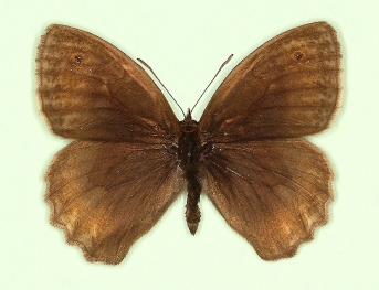marmorea Meadow Brown (Maniola jurtina)