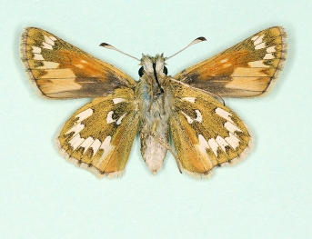 ab. nov Silver-spotted Skipper (Hesperia comma)