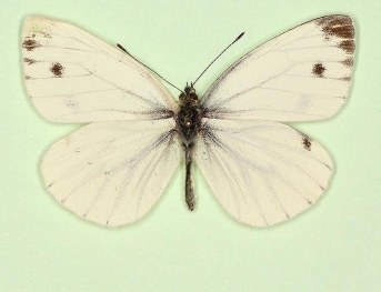 nov Green-veined White (Pieris napi)
