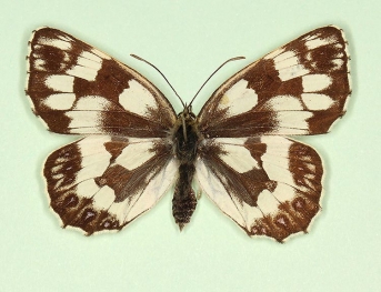 lanceolata Marbled White (Melanargia galathea)