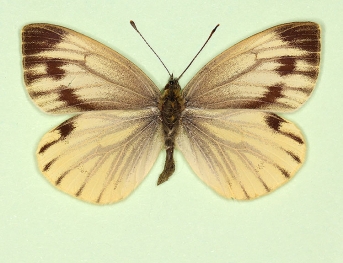 emiobscurata Green-veined White (Pieris napi)