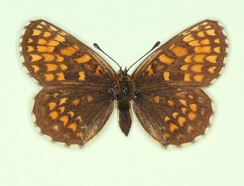 berisalirmis Heath Fritillary (Melitaea athalia)