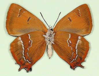 nov Brown Hairstreak (Thecla betulae)