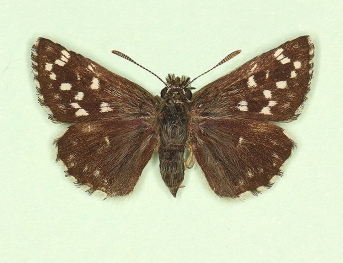 intermedia Grizzled Skipper (Pyrgus malvae)