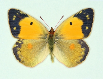 postsinis-homoeotic Clouded Yellow (Colias croceus)