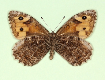 uniformis Grayling (Hipparchia semele)