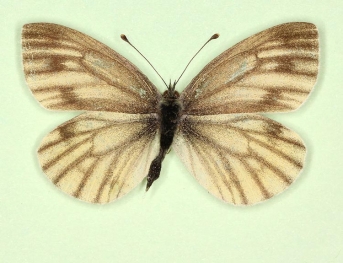 extreme emiobscurata Green-veined White (Pieris napi)