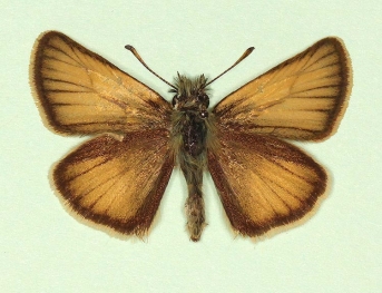clara Essex Skipper (Thymelicus lineola)
