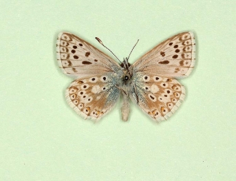 minutissimus Chalkhill Blue (Polyommatus (Lysandra) coridon)