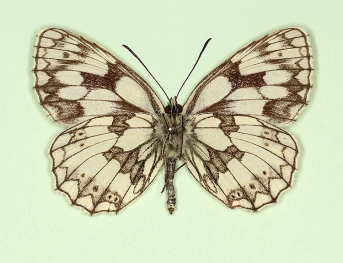 deficiens Marbled White (Melanargia galathea)