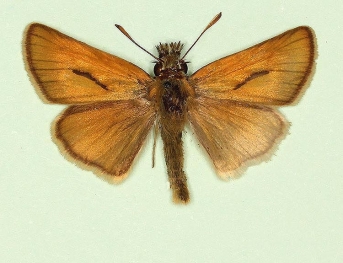 pathological Small Skipper (Thymelicus sylvestris)