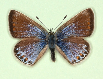 casanensis Common Blue (Polyommatus (Lysandra) icarus)