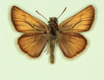 ab. nov Small Skipper (Thymelicus sylvestris)