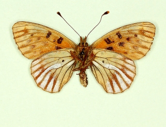 nov Pearl-bordered Fritillary (Boloria euphrosyne)