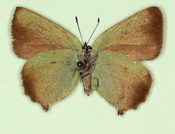 Callophrys rubi ¦ Green Hairstreak ¦ euroButterflies