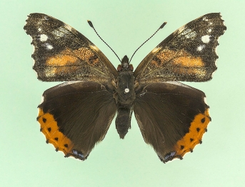 scale defect Red Admiral (Vanessa atalanta)