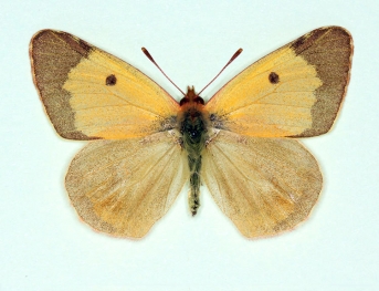 nov Clouded Yellow (Colias croceus)