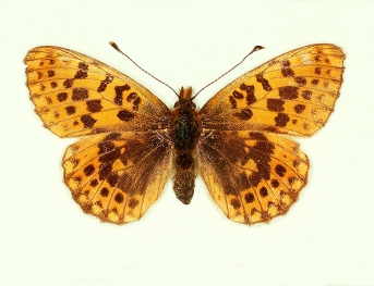 nov Pearl-bordered Fritillary (Boloria euphrosyne)