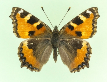 ichnusioides Small Tortoiseshell (Aglais urticae)