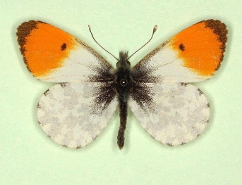marginata Orange-tip (Anthocharis cardamines)